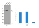 PAK1 Antibody in Western Blot (WB)