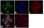 Phospho-IRF3 (Ser396) Antibody in Immunocytochemistry (ICC/IF)