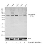 Phospho-IRF3 (Ser396) Antibody in Western Blot (WB)