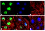 TRIM28 Antibody in Immunocytochemistry (ICC/IF)