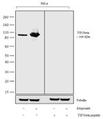 TRIM28 Antibody in Western Blot (WB)