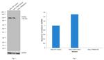 TRIM28 Antibody in Western Blot (WB)