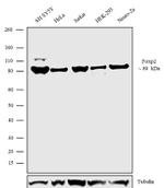 FOXP2 Antibody in Western Blot (WB)