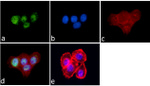 JunD Antibody in Immunocytochemistry (ICC/IF)