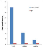 JunD Antibody in ChIP Assay (ChIP)