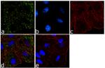 WNT1 Antibody in Immunocytochemistry (ICC/IF)