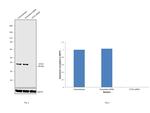 ATG3 Antibody in Western Blot (WB)