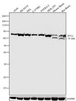 DVL2 Antibody in Western Blot (WB)