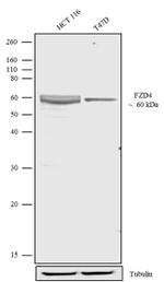 FZD4 Antibody in Western Blot (WB)