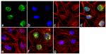 H3K27me3 Antibody in Immunocytochemistry (ICC/IF)