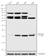 H3K27me3 Antibody in Western Blot (WB)