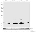 H2AK5ac Antibody in Western Blot (WB)