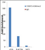 H3K4me2 Antibody in ChIP Assay (ChIP)