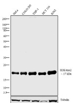 H3K4me2 Antibody in Western Blot (WB)