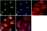 H3K79me2 Antibody in Immunocytochemistry (ICC/IF)