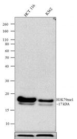 H3K79me1 Antibody in Western Blot (WB)