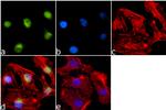 H3K79ac Antibody in Immunocytochemistry (ICC/IF)