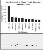 H4K16ac Antibody in Peptide array (ARRAY)