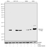 H4K16ac Antibody in Western Blot (WB)