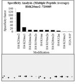 H4K20me2 Antibody