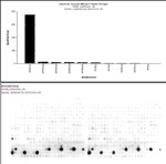 H4K20me2 Antibody