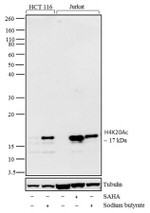 H4K20ac Antibody in Western Blot (WB)