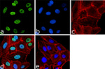 H4K20ac Antibody in Immunocytochemistry (ICC/IF)