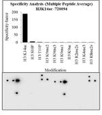 H3K14ac Antibody