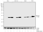 H3K18ac Antibody in Western Blot (WB)