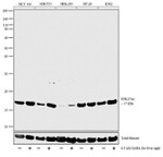 H3K27ac Antibody in Western Blot (WB)