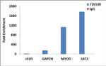 Phospho-Histone H4 (Ser1) Antibody