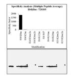 H4K8ac Antibody