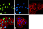 H4K8ac Antibody in Immunocytochemistry (ICC/IF)