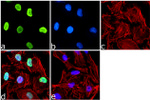 H4K12ac Antibody in Immunocytochemistry (ICC/IF)