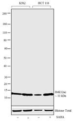 H4K12ac Antibody in Western Blot (WB)