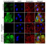 Phospho-Cyclin E (Ser88) Antibody in Immunocytochemistry (ICC/IF)