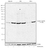 Phospho-Cyclin E (Ser88) Antibody in Western Blot (WB)