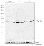 Phospho-Cyclin E (Ser88) Antibody