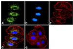 TYK2 Antibody in Immunocytochemistry (ICC/IF)