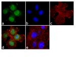 FOXO3A Antibody in Immunocytochemistry (ICC/IF)