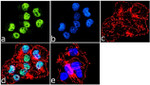 BAF60C Antibody in Immunocytochemistry (ICC/IF)