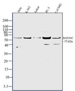 BAF60C Antibody in Western Blot (WB)