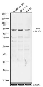 TIP60 Antibody in Western Blot (WB)