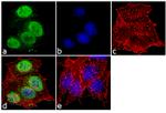 PRMT6 Antibody in Immunocytochemistry (ICC/IF)