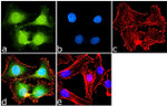 PRMT7 Antibody in Immunocytochemistry (ICC/IF)