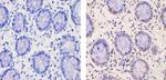 RNF20 Antibody in Immunohistochemistry (Paraffin) (IHC (P))