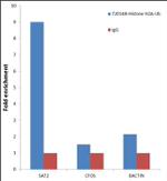 H2AK119ub Antibody in ChIP Assay (ChIP)