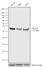 H2AK119ub Antibody in Western Blot (WB)