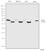 FGF10 Antibody in Western Blot (WB)