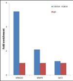 FOXO4 Antibody in ChIP Assay (ChIP)